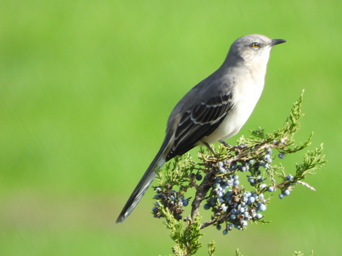 Northern Mockingbird - ML381535291