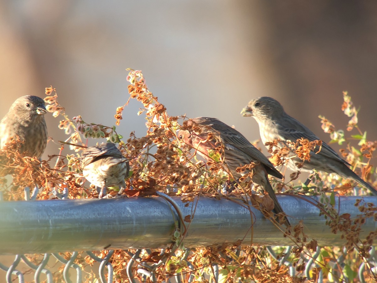 House Finch - ML381536751