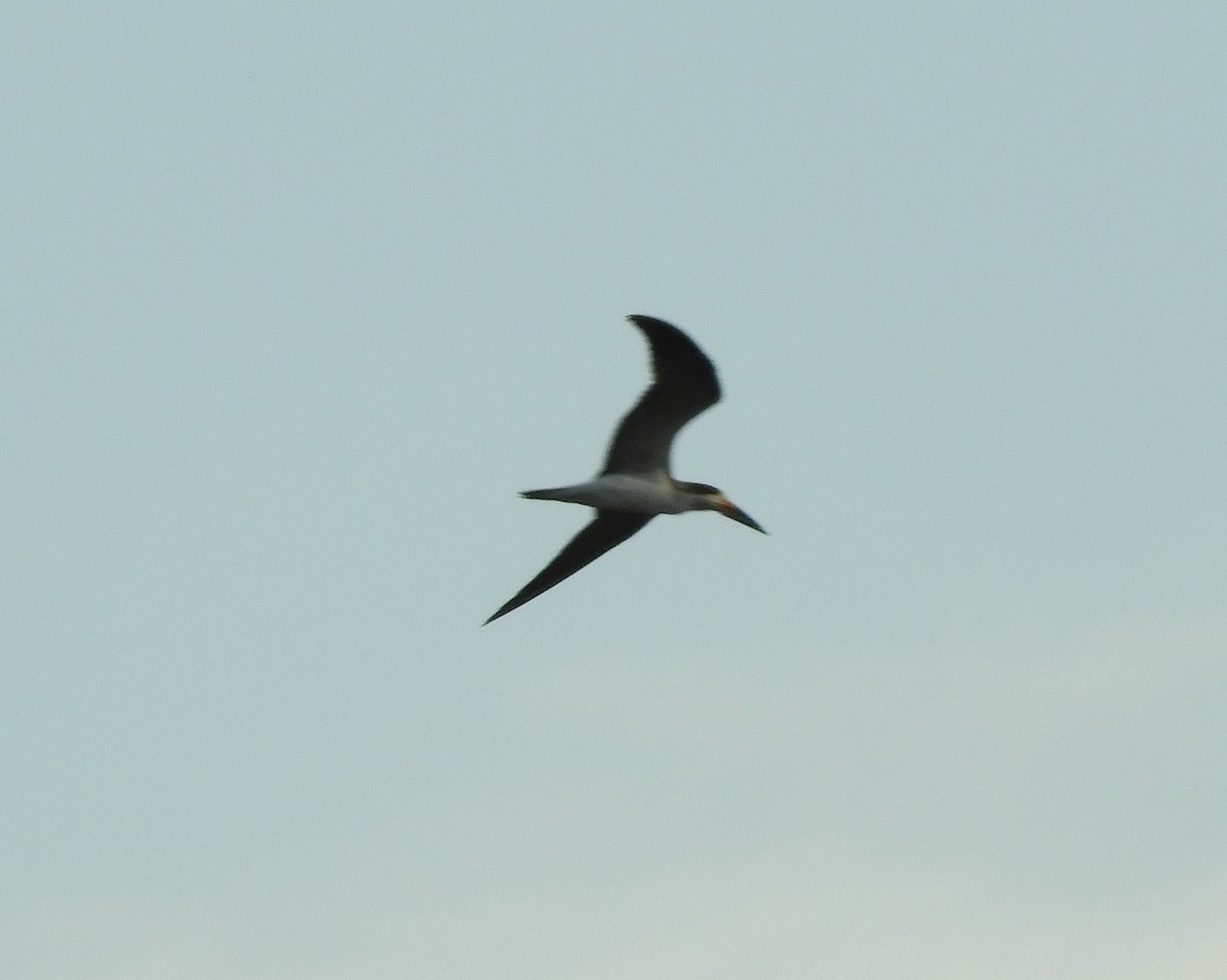 Black Skimmer - ML381536771