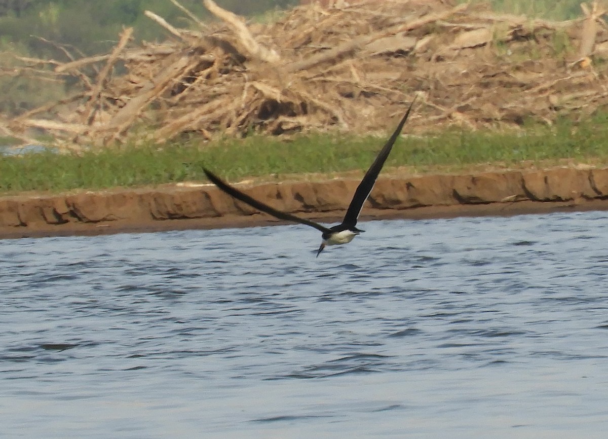 Black Skimmer - ML381536781