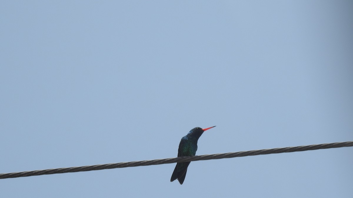 Glittering-bellied Emerald - ML38153681