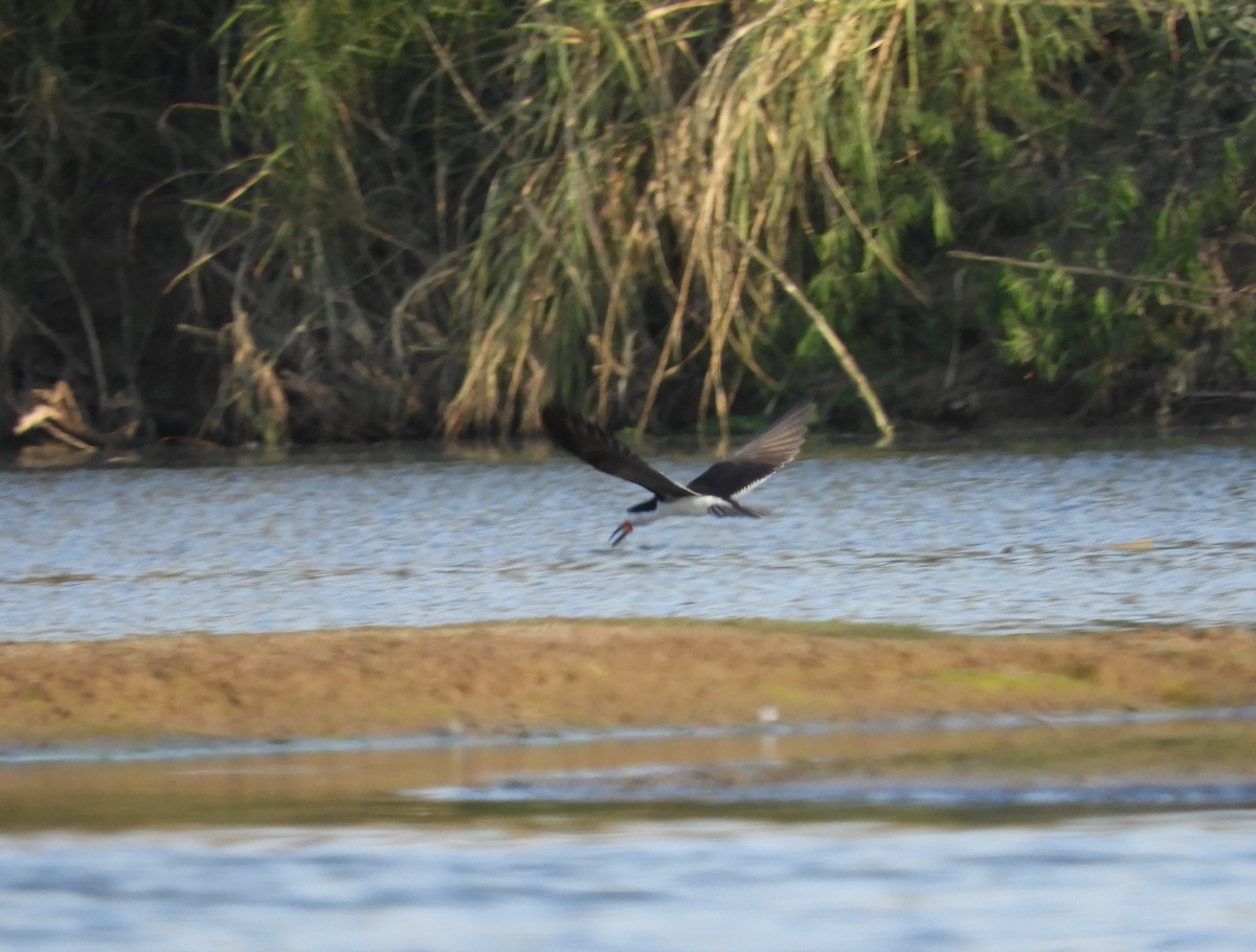 Black Skimmer - ML381536841
