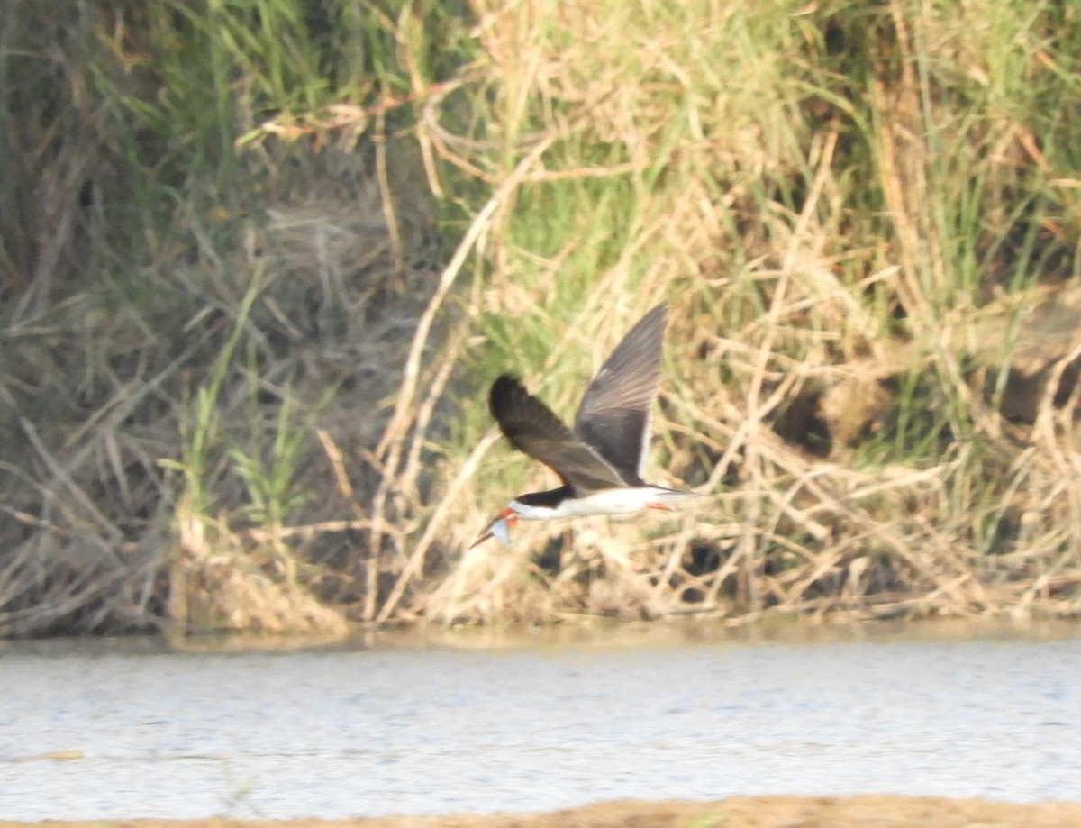 Black Skimmer - ML381536851
