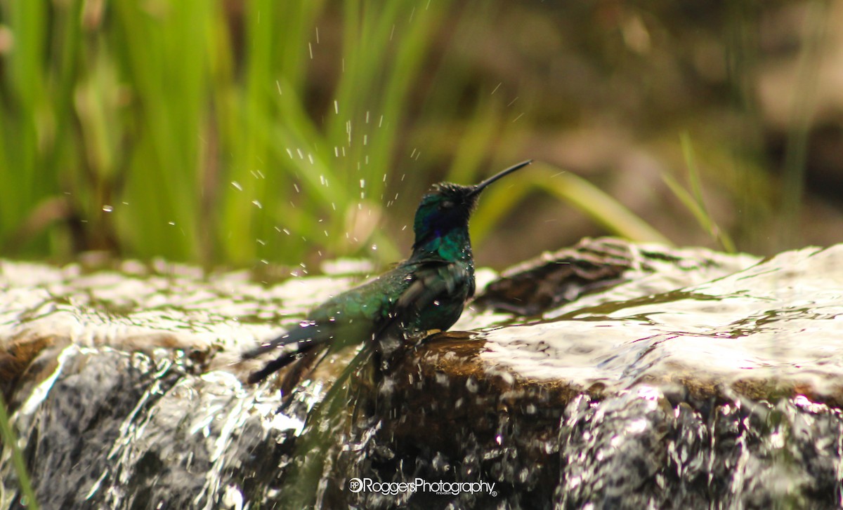 Sparkling Violetear - Roggers Palacios Oliveros