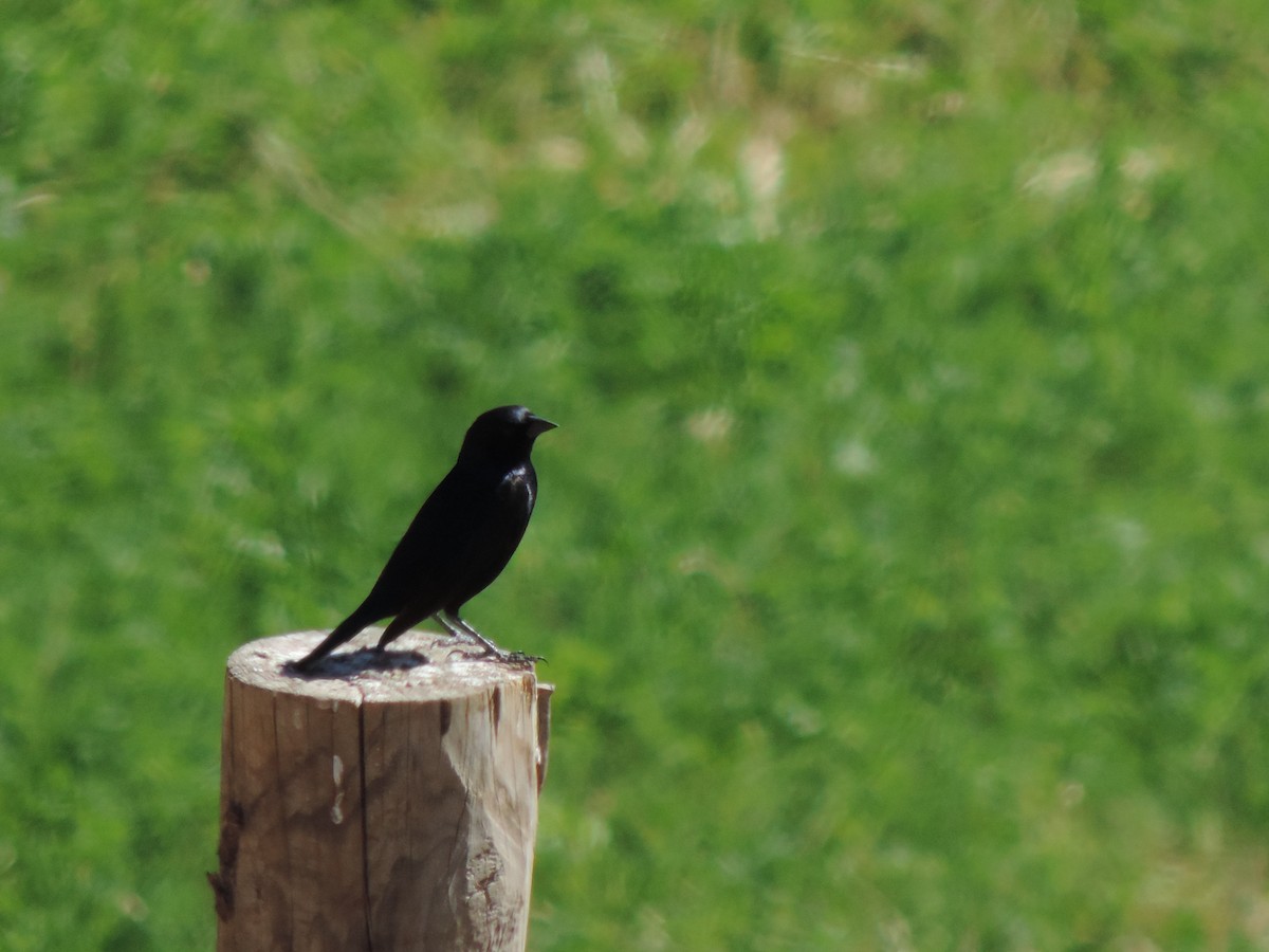 Shiny Cowbird - ML38154011