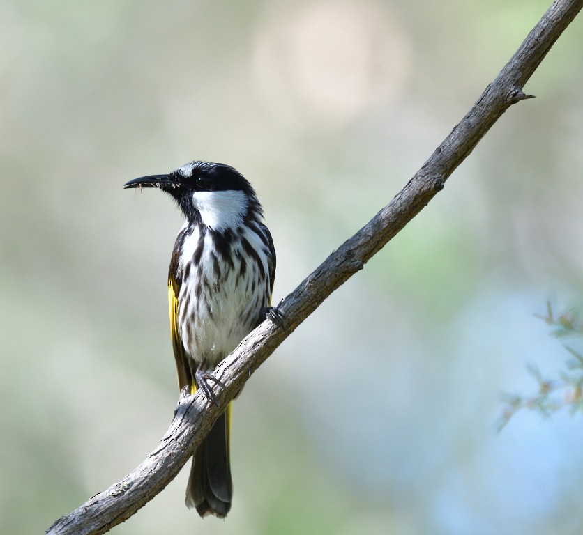 White-cheeked Honeyeater - ML381540411