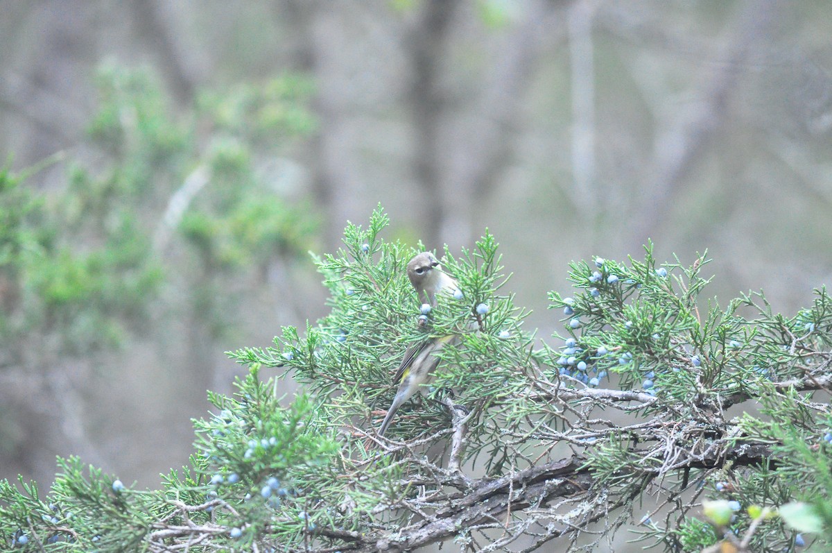 Yellow-rumped Warbler - ML381540451