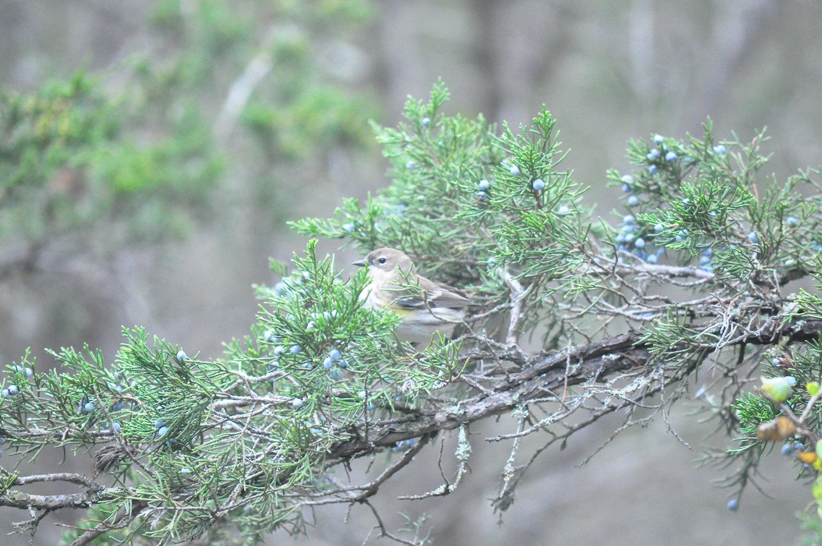 Yellow-rumped Warbler - ML381540491