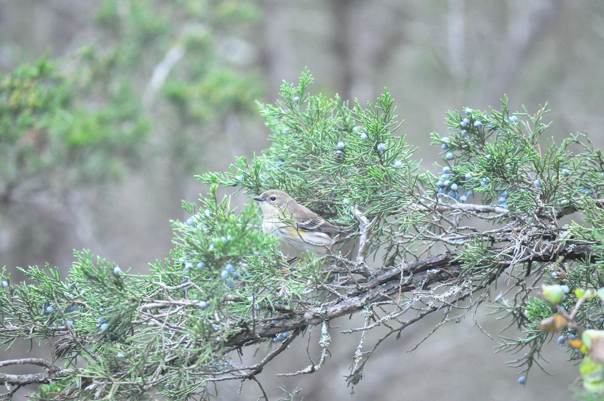 Yellow-rumped Warbler - ML381540521