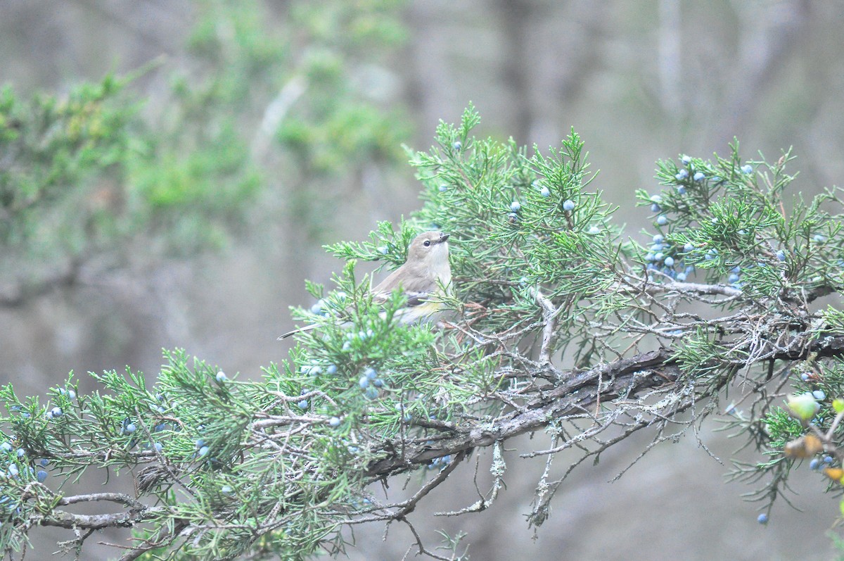 Yellow-rumped Warbler - ML381540531