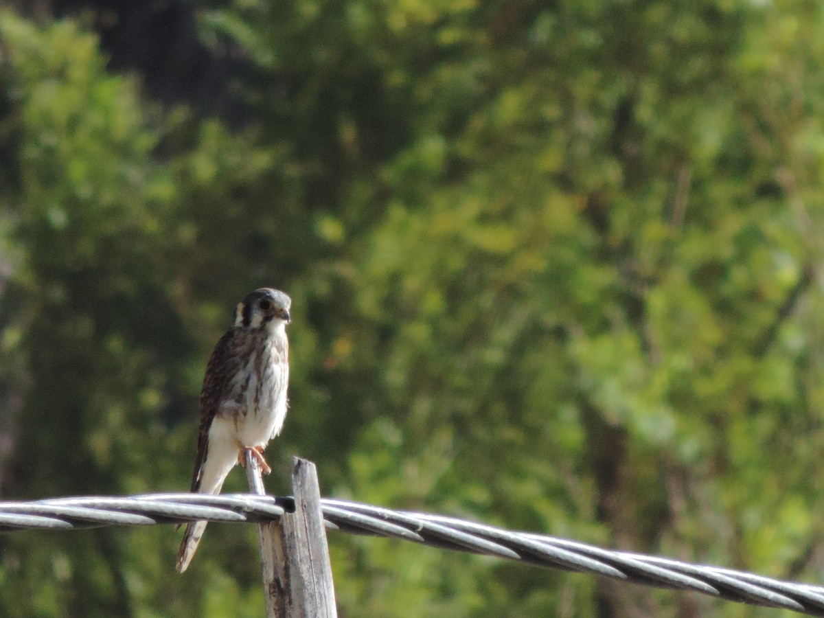 American Kestrel - ML38154071