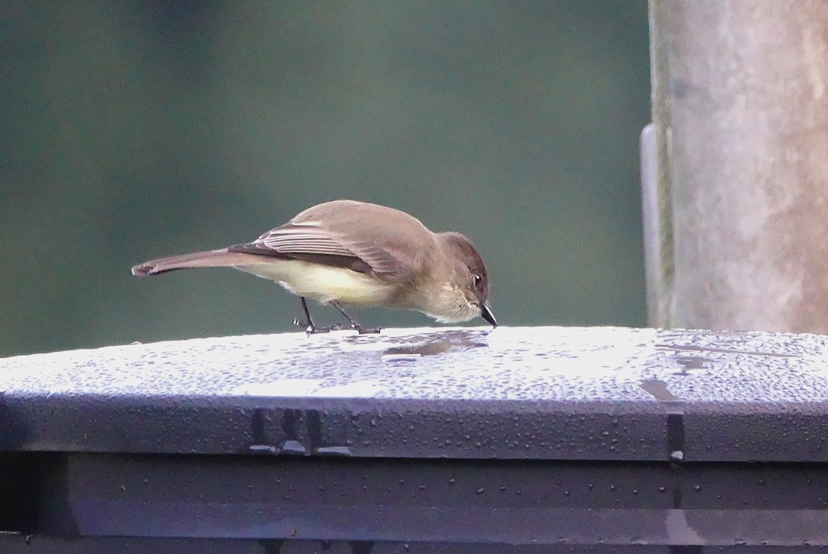 Eastern Phoebe - ML381540851