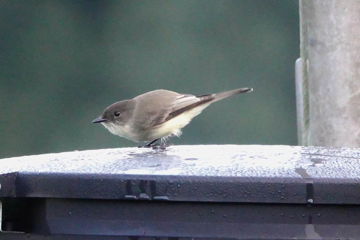 Eastern Phoebe - ML381541081