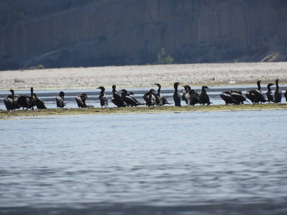 Neotropic Cormorant - ML381541391