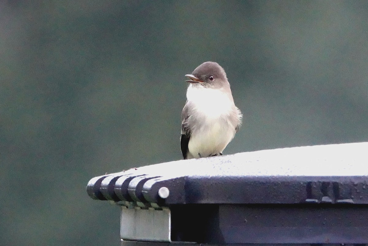 Eastern Phoebe - ML381541531