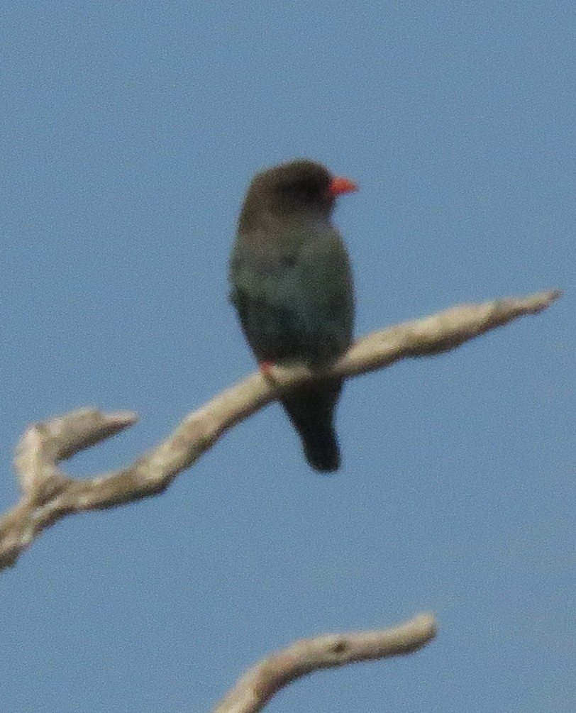 Dollarbird - ML381542271