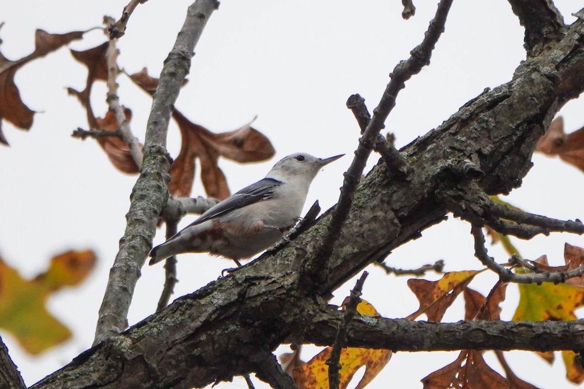 White-breasted Nuthatch - Gretchen Locy