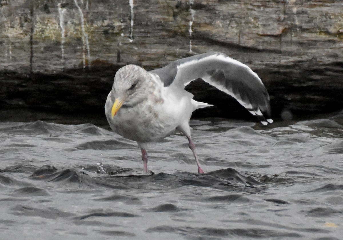 Slaty-backed Gull - Jason Vassallo