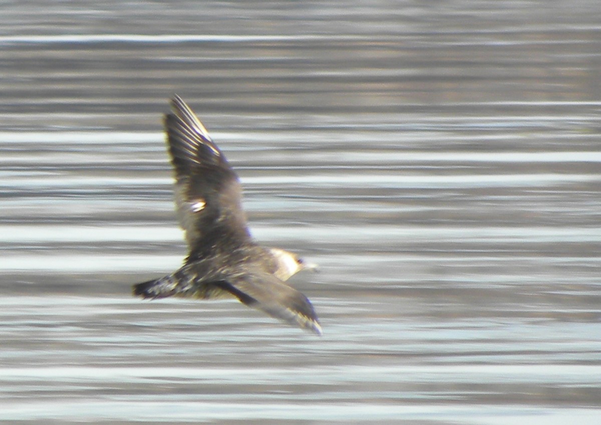 Pomarine Jaeger - ML38154591
