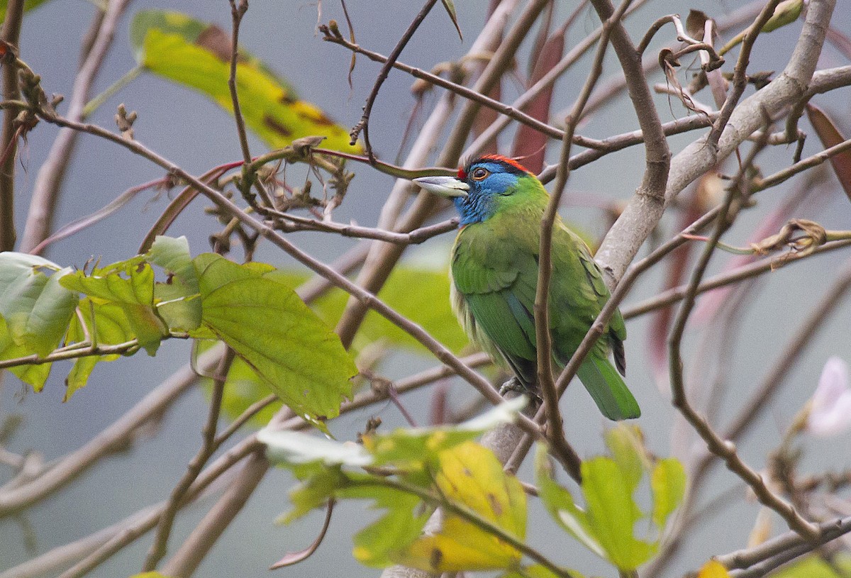 Blue-throated Barbet - ML381545971