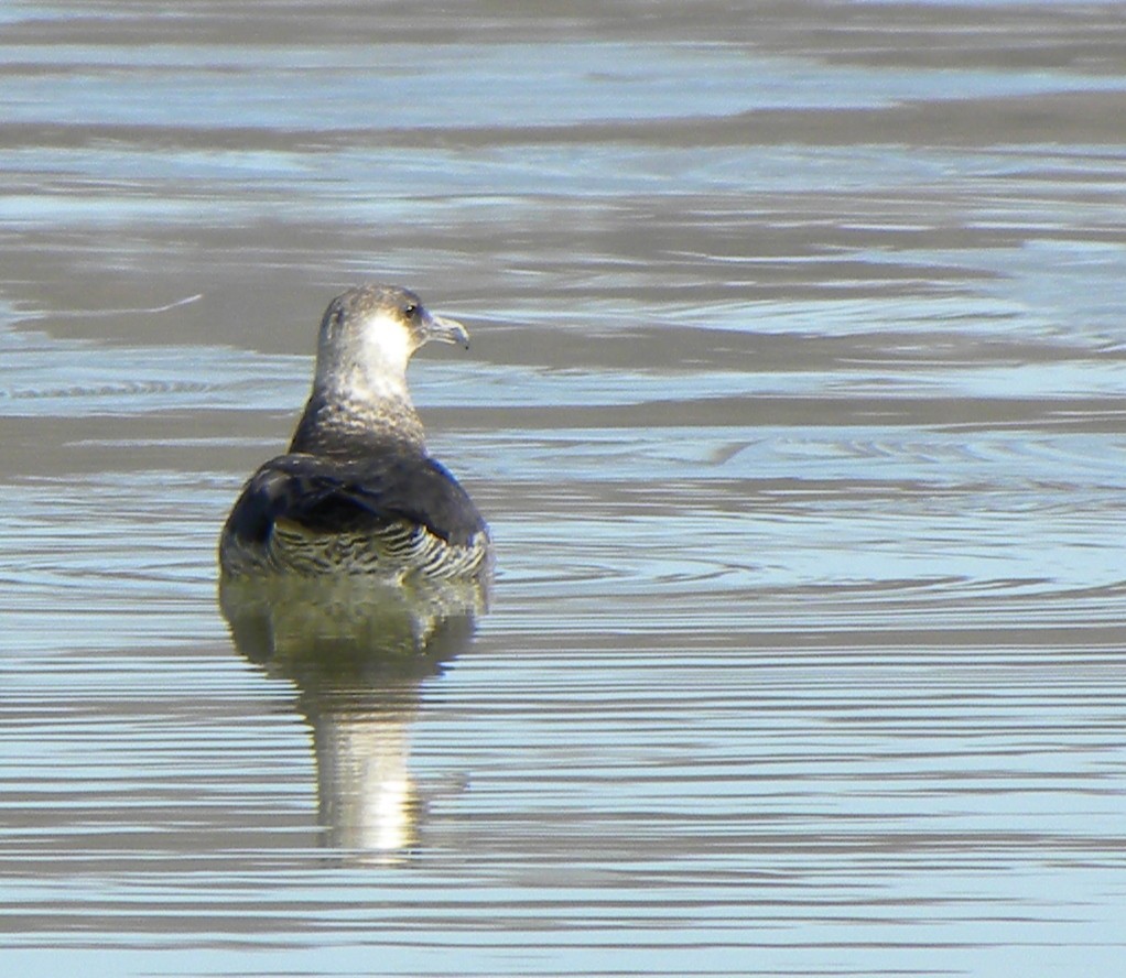 Pomarine Jaeger - ML38154601