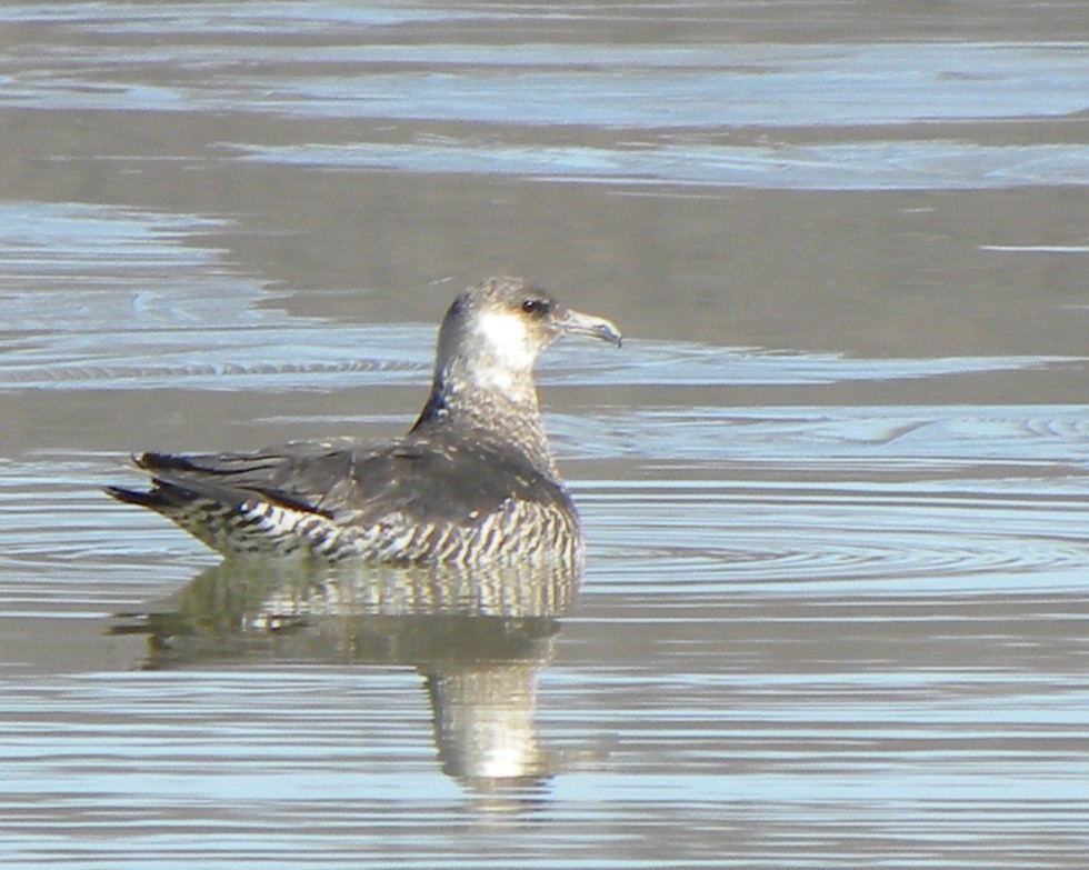 Pomarine Jaeger - ML38154631