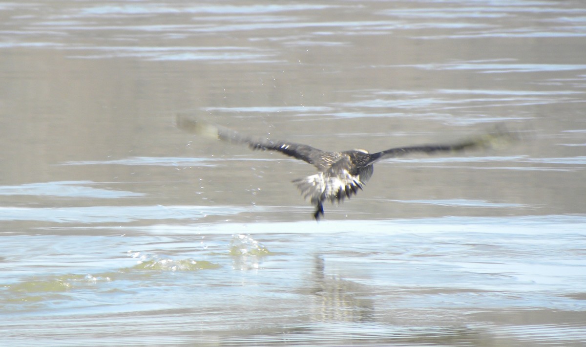 Pomarine Jaeger - ML38154731