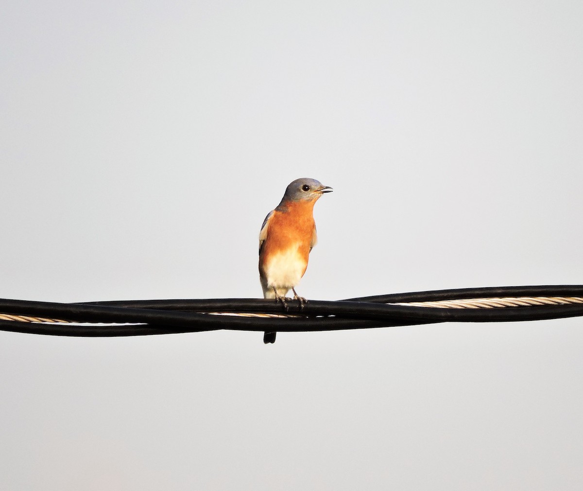 Eastern Bluebird - ML381548691