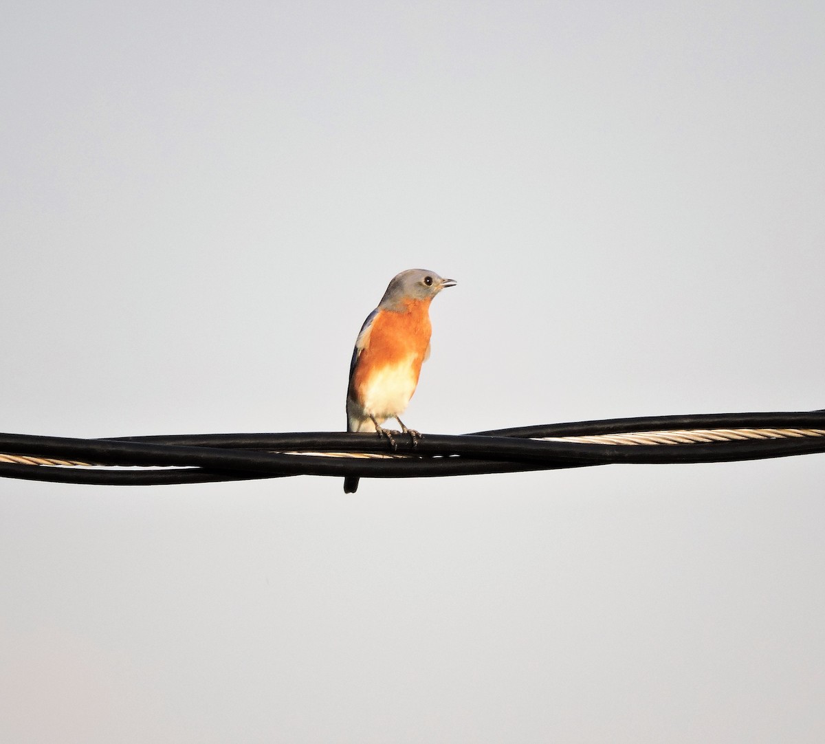 Eastern Bluebird - ML381548711