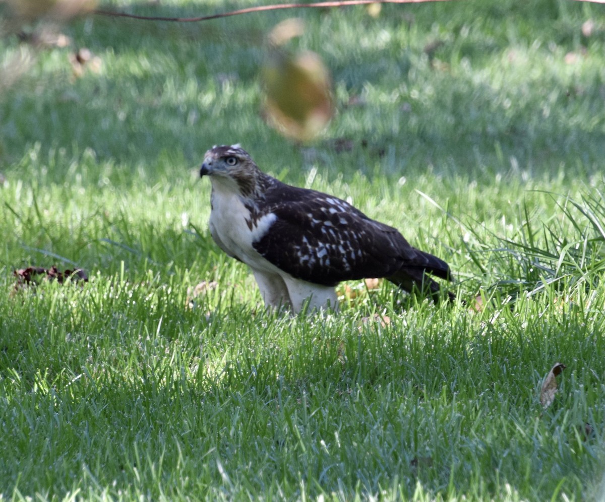 Red-tailed Hawk - ML381549141