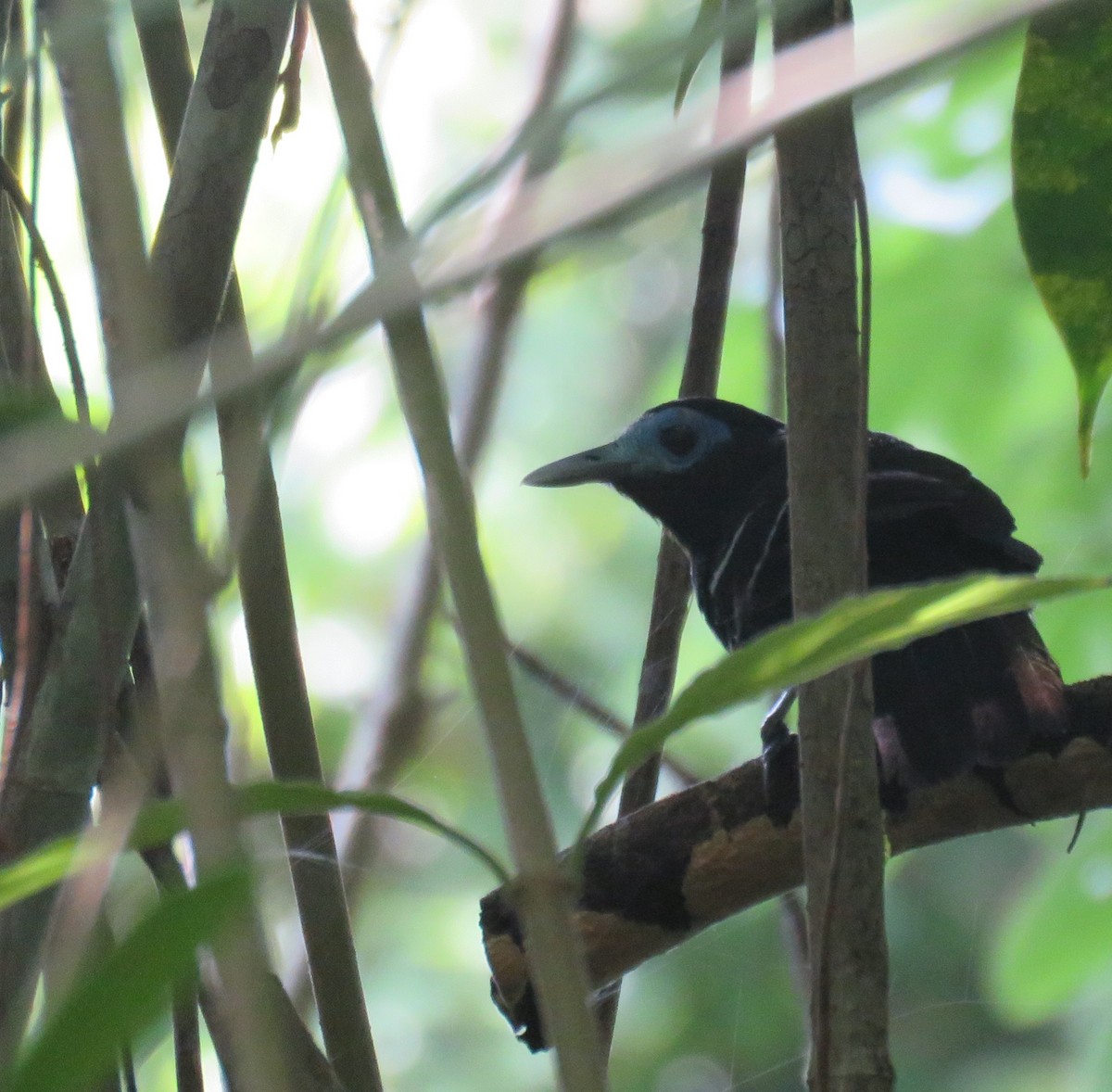 Bare-crowned Antbird - ML381549221