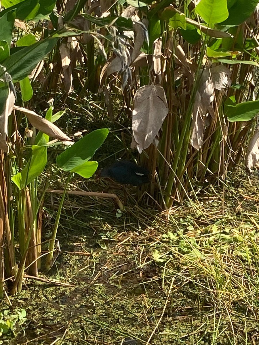 Gray-headed Swamphen - ML381549461