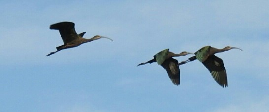 Glossy/White-faced Ibis - ML38155141