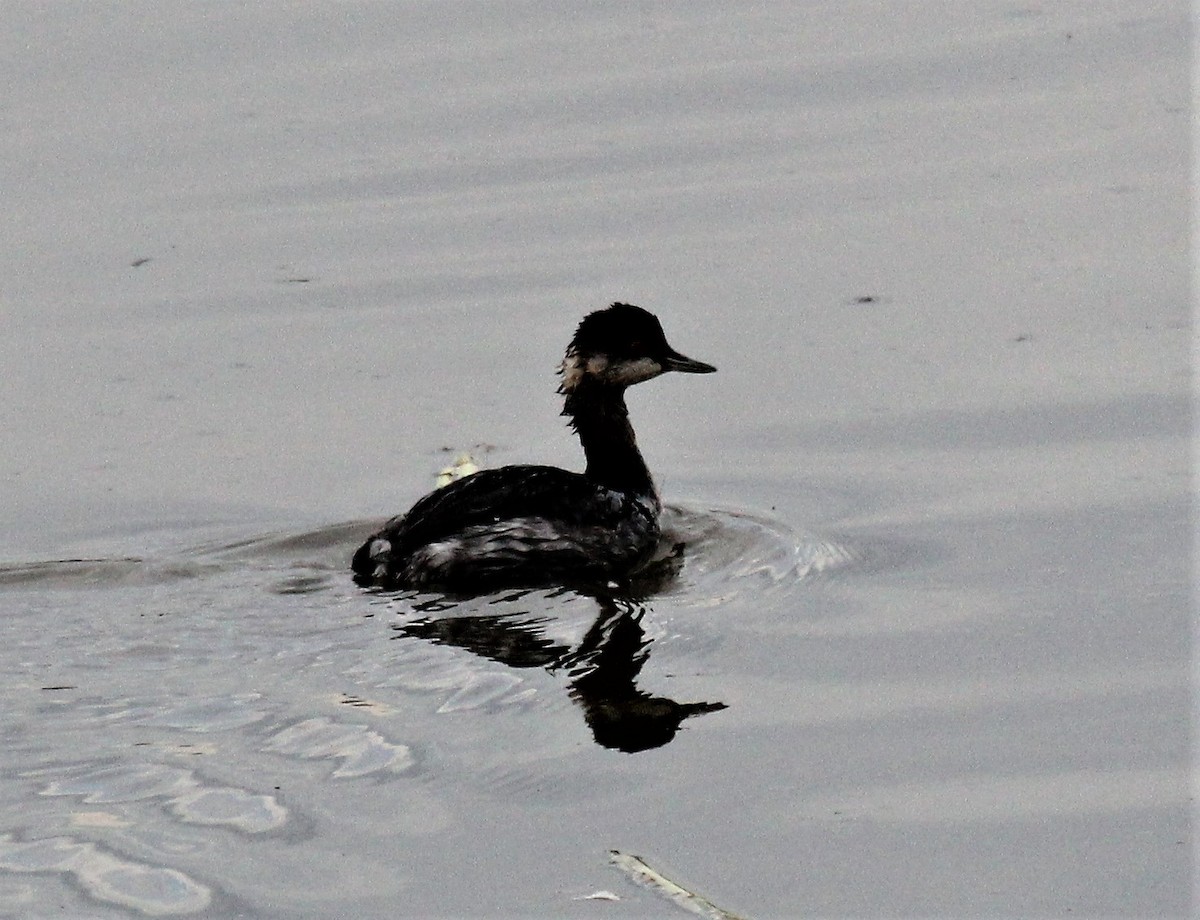 Eared Grebe - Nels Nelson