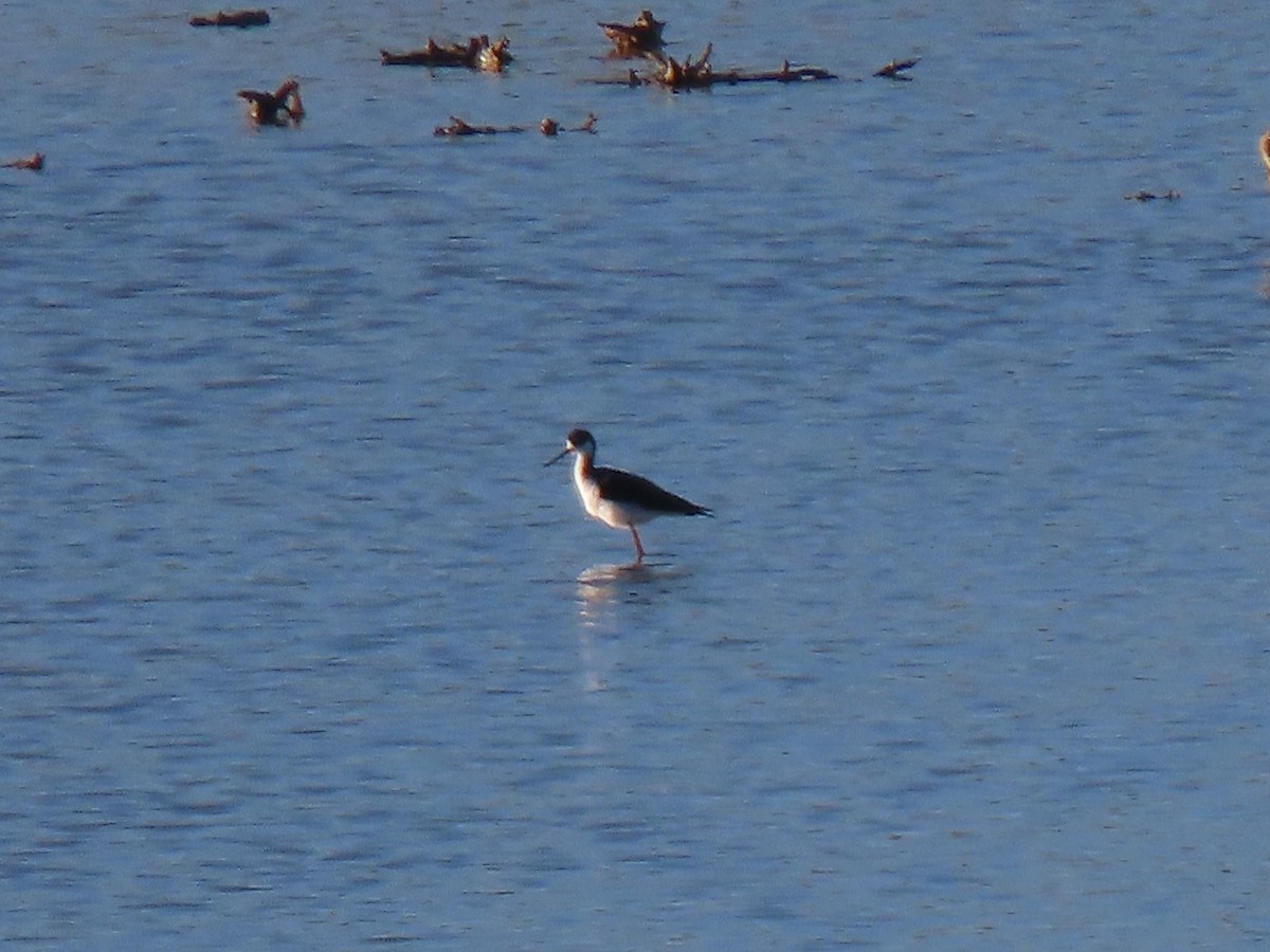 Black-necked Stilt - ML381554261