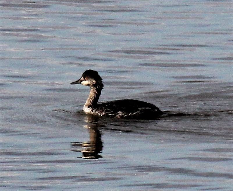 Eared Grebe - ML381555161