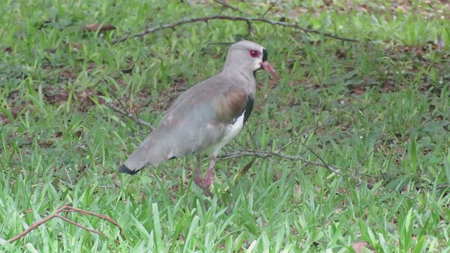 Southern Lapwing - ML381556891