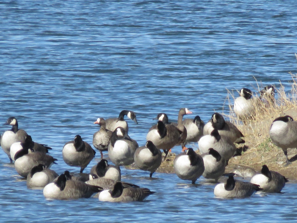 tundragås - ML381557811