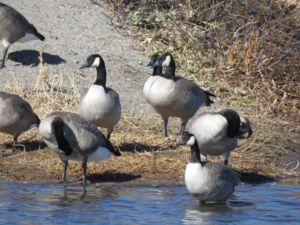 kanadagås - ML381558571