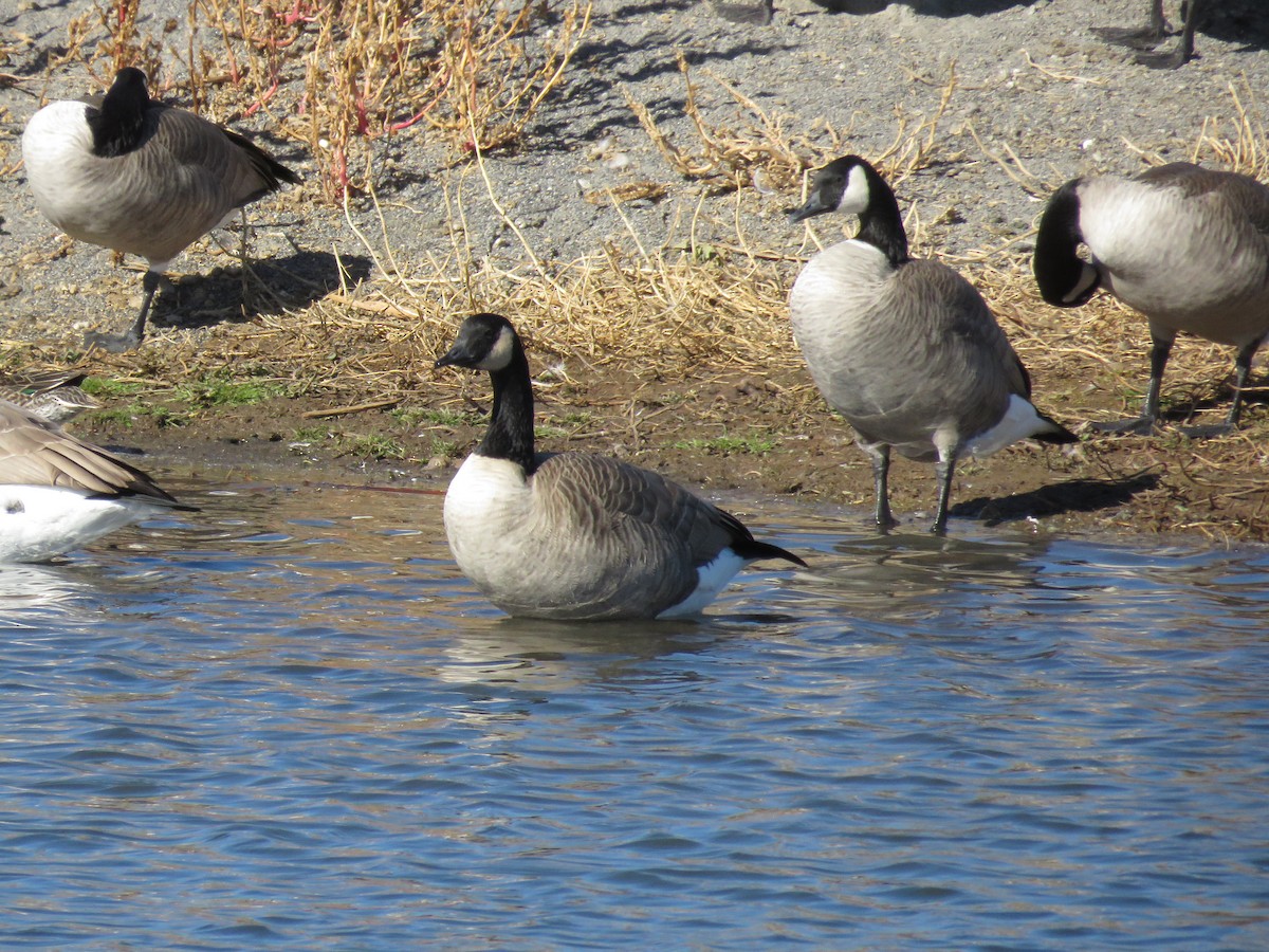 kanadagås - ML381558621