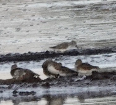 Bécasseau sanderling - ML381558651