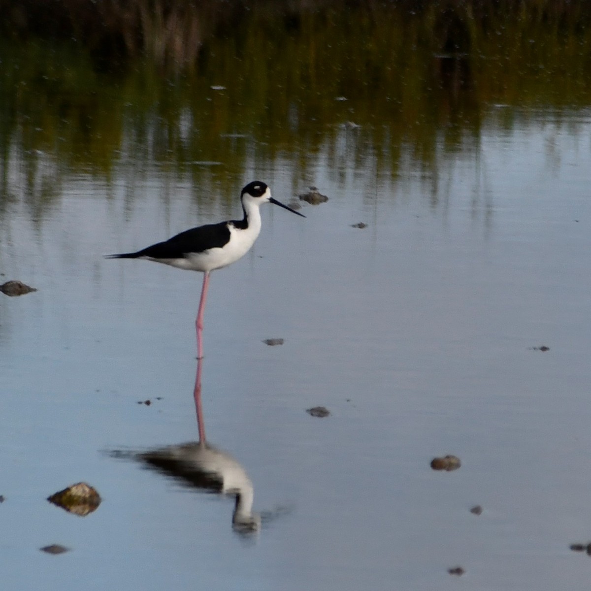 Black-necked Stilt - ML381563011