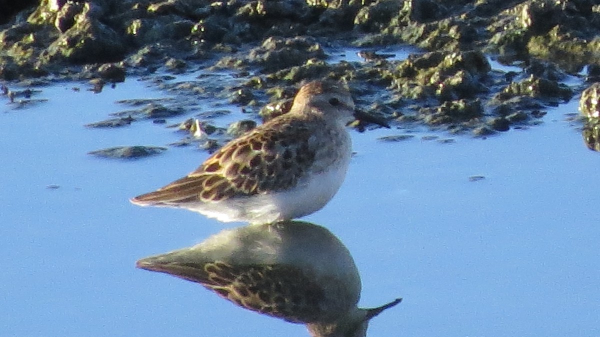 Least Sandpiper - ML381564181