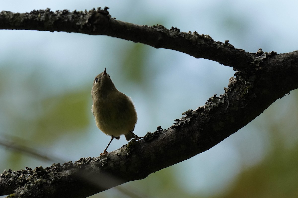 Ruby-crowned Kinglet - Sabine Jessen