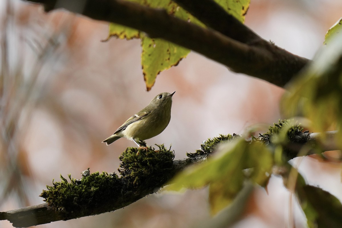 Ruby-crowned Kinglet - Sabine Jessen