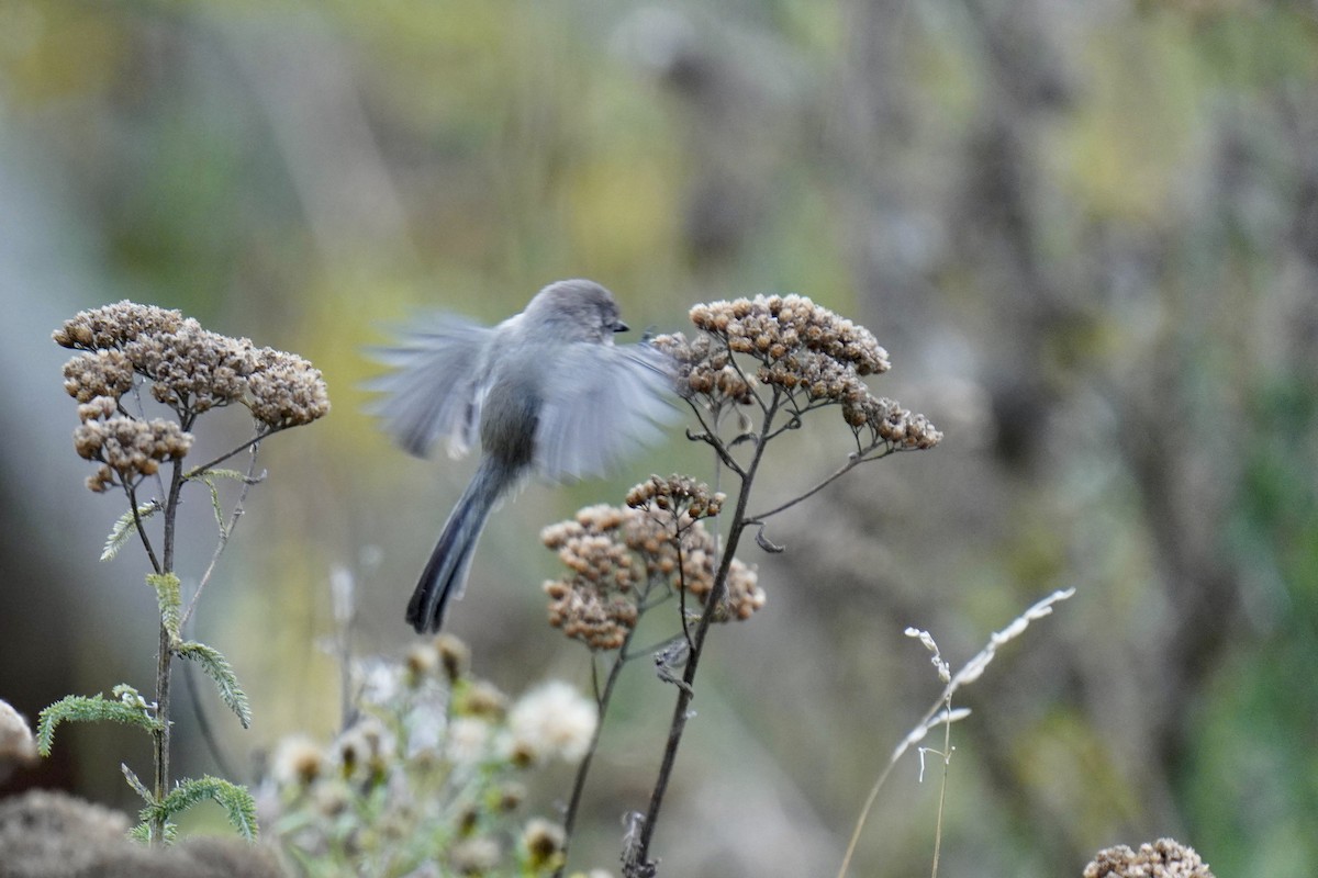 Bushtit - ML381565961