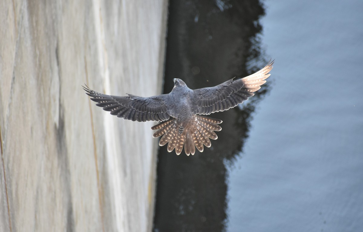 Peregrine Falcon - Marc Dearmey