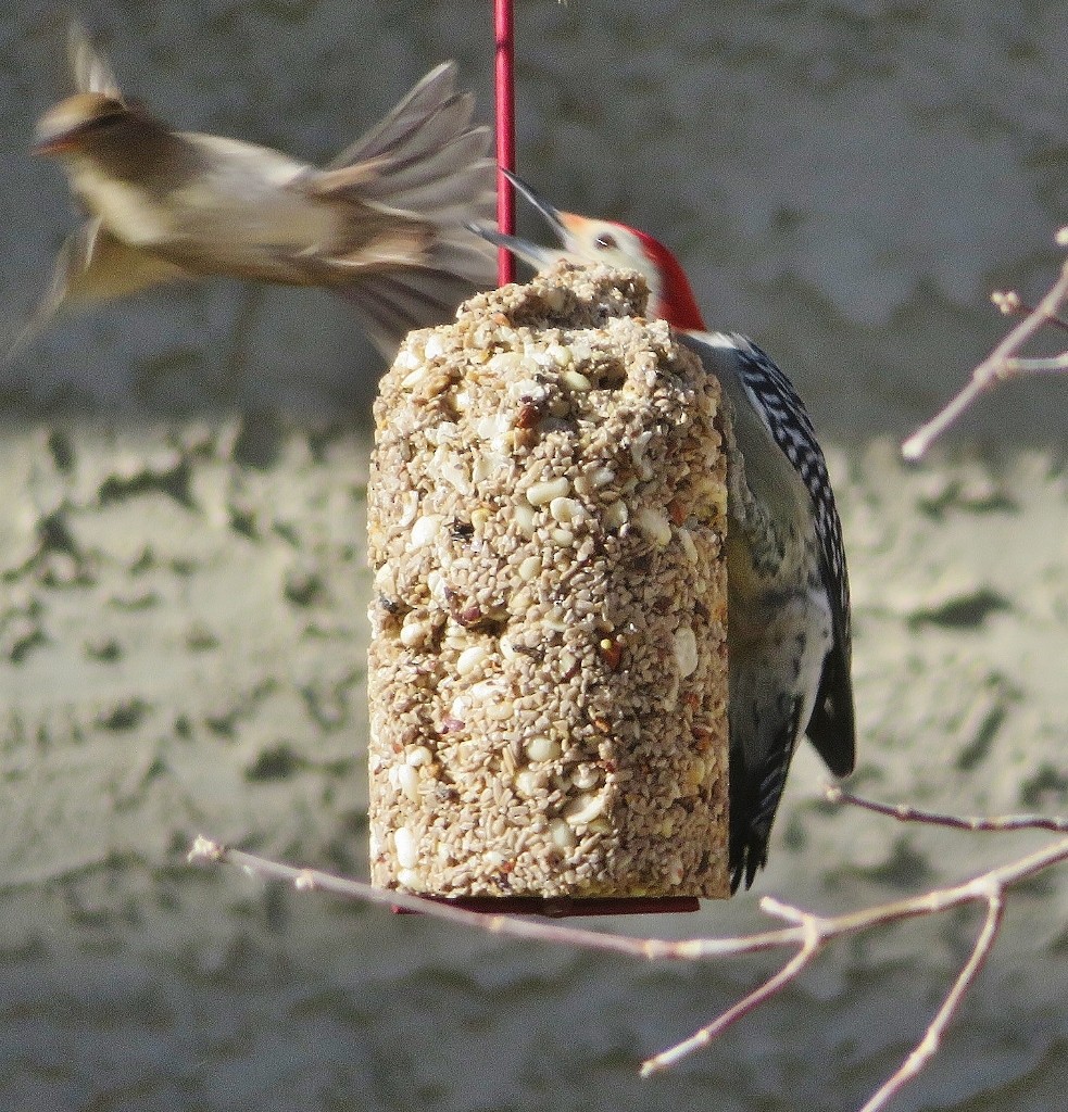 Red-bellied Woodpecker - ML381568021