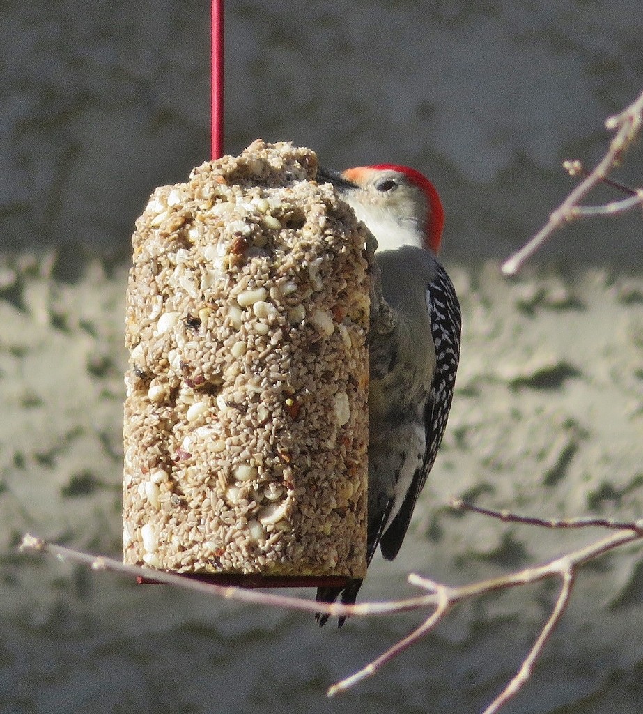 Red-bellied Woodpecker - ML381568031