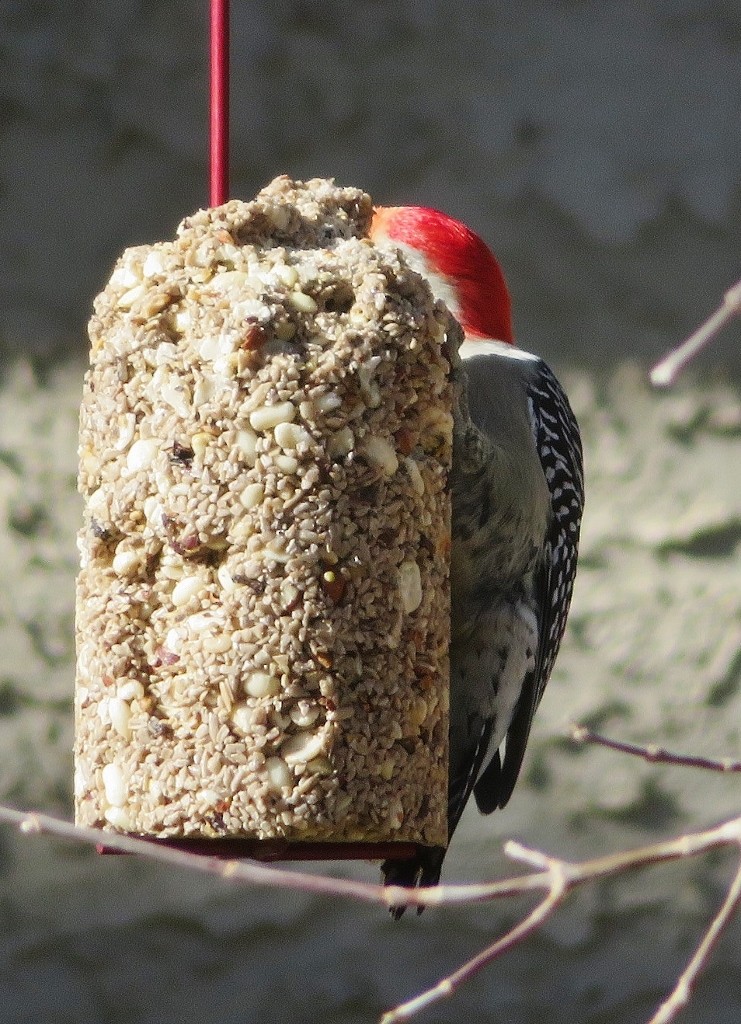 Red-bellied Woodpecker - ML381568051